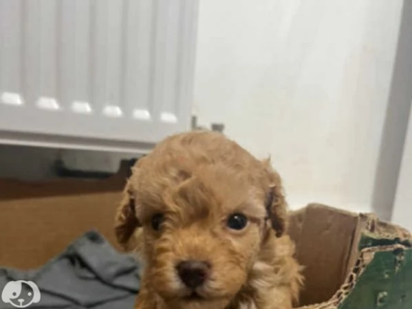 Cucciolo di Barboncino Toy | Foto 1