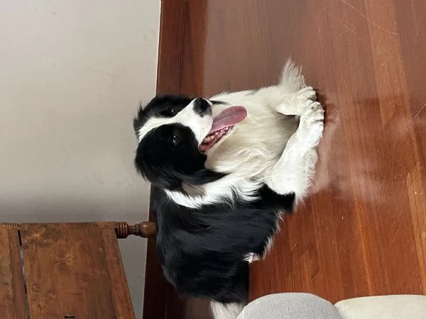 Border collie con pedigree