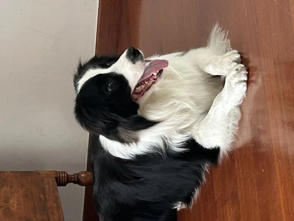 Border collie con pedigree | Foto 0
