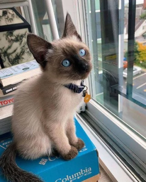 Siamesi gattini per l'adozione e il rihoming