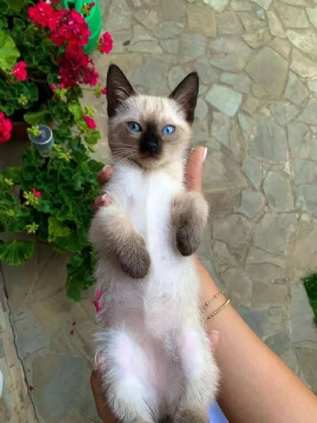 Siamesi gattini per l'adozione e il rihoming | Foto 1