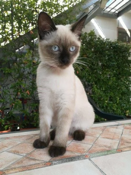 Siamesi gattini per l'adozione e il rihoming | Foto 0