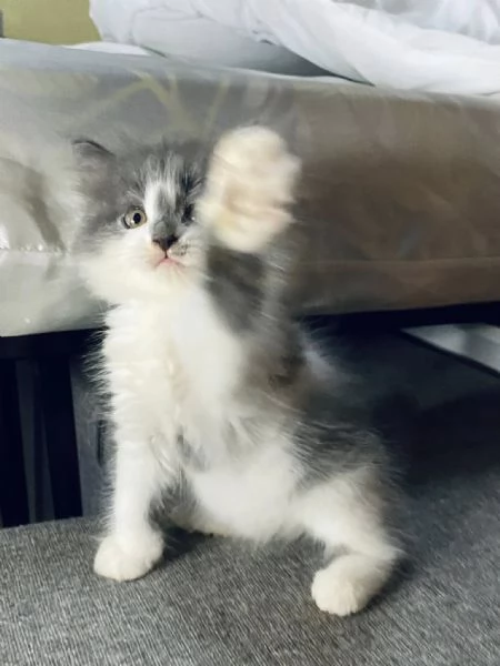 Kitten persiano disponibile in vendita | Foto 1