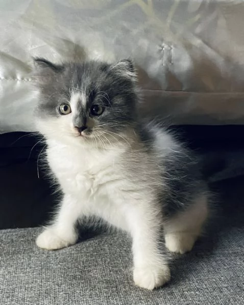 Kitten persiano disponibile in vendita | Foto 0