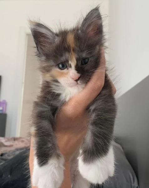 Maine Coon Kitten Availabl
