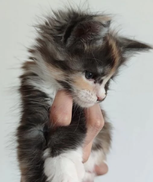 Maine Coon Kitten Availabl | Foto 0