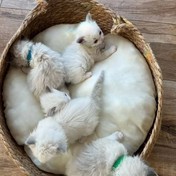 Ragdoll Kittens in vendita