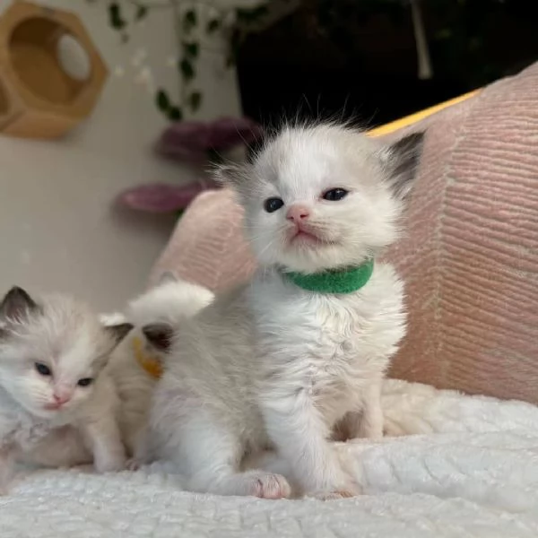 Ragdoll Kittens in vendita | Foto 1