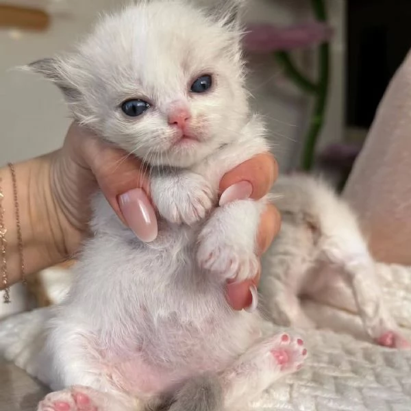 Ragdoll Kittens in vendita | Foto 0