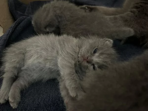 Cuccioli di British Shorthair