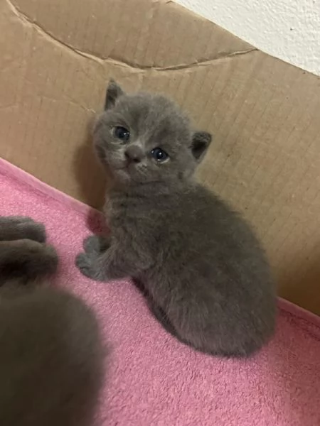 Cuccioli di British Shorthair | Foto 3