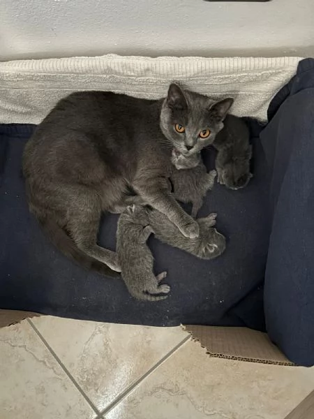 Cuccioli di British Shorthair | Foto 2