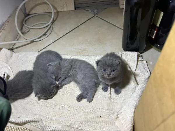 Cuccioli di British Shorthair | Foto 1