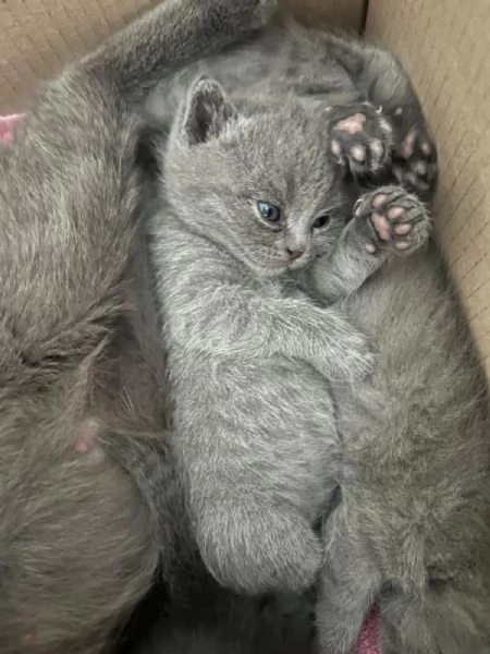 Cuccioli di British Shorthair | Foto 0