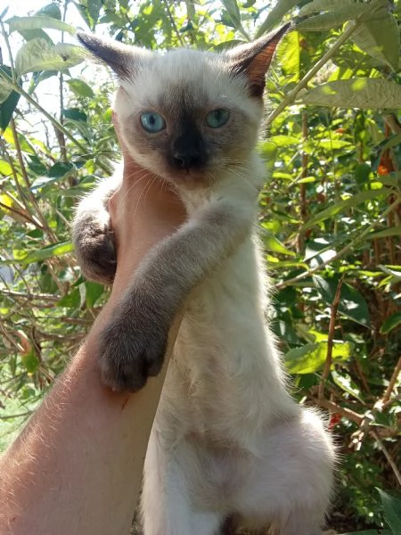 Gattini siamesi thay | Foto 1