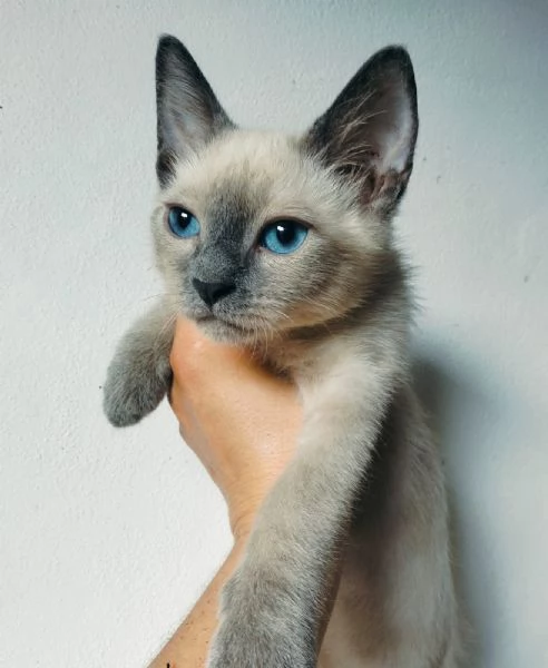 Gattini siamesi thay