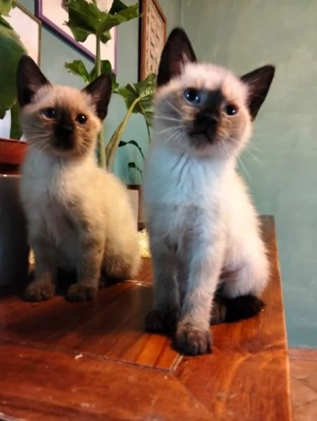Gattini siamesi thay | Foto 0