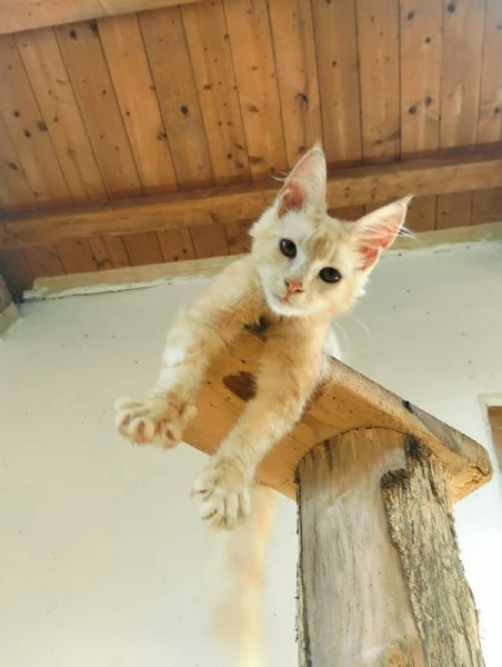 Gattini Maine coon 
