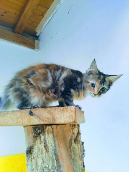 Gattini Maine coon  | Foto 2