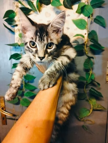 Gattini Maine coon  | Foto 1