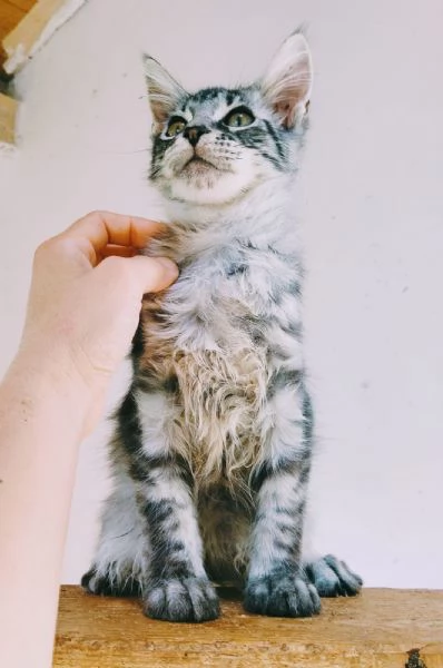 Gattini Maine coon  | Foto 0