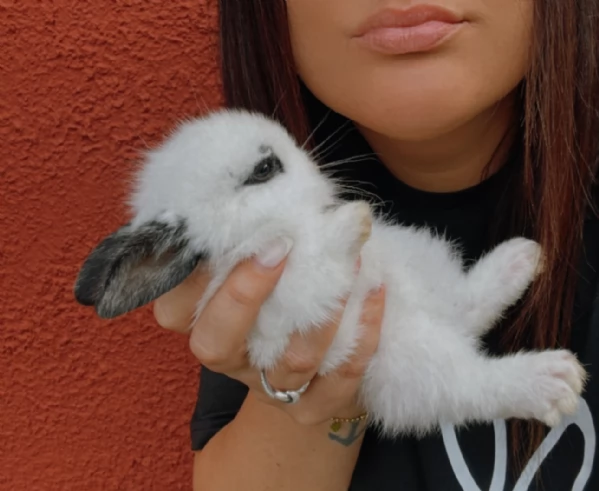 Cucciolo di coniglio nano ariete | Foto 5