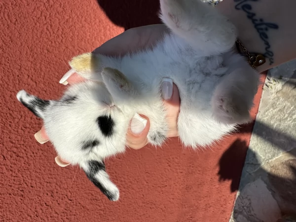 Cucciolo di coniglio nano ariete | Foto 4