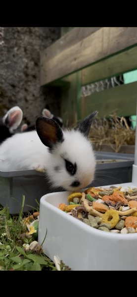 Cucciolo di coniglio nano ariete | Foto 3