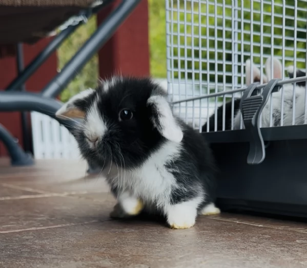 Cucciolo di coniglio nano ariete | Foto 2
