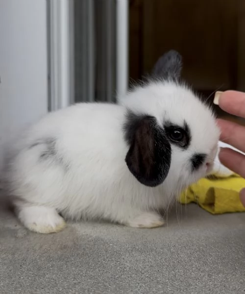 Cucciolo di coniglio nano ariete | Foto 1