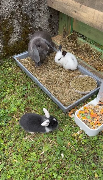 Cucciolo di coniglio nano ariete | Foto 0