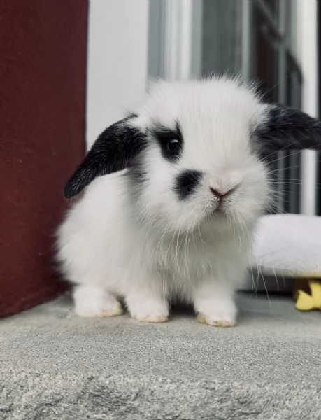 Cucciolo di coniglio nano ariete