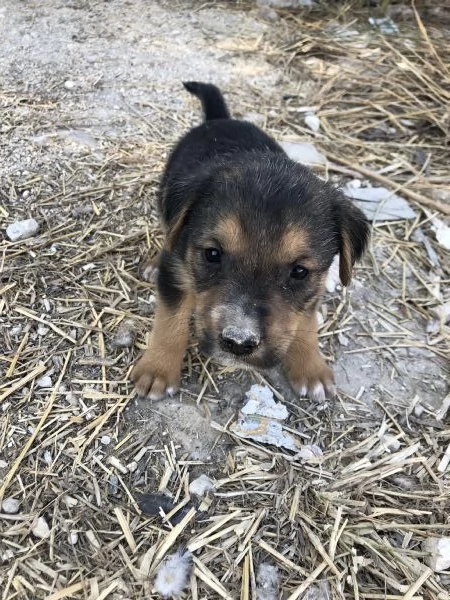 5 cuccioli meticci da regalare in Sicilia | Foto 3