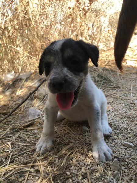 5 cuccioli meticci da regalare in Sicilia | Foto 2