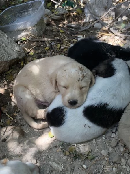5 cuccioli meticci da regalare in Sicilia | Foto 1