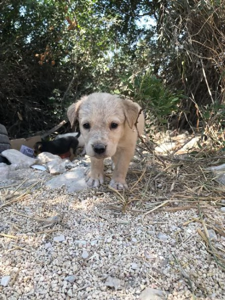 5 cuccioli meticci da regalare in Sicilia