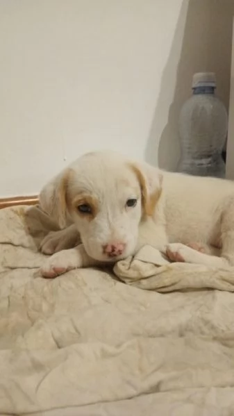 5 cuccioli meticci da regalare in Sicilia | Foto 0