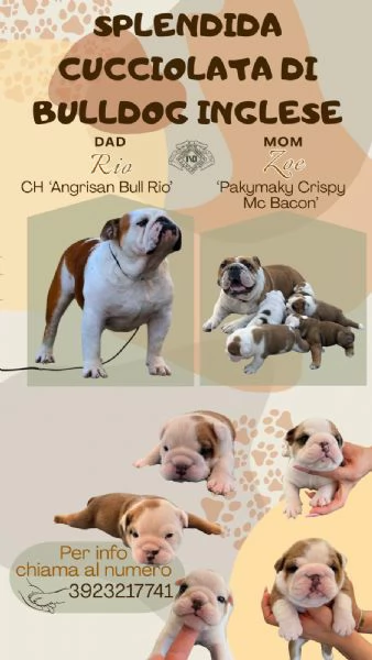 Cuccioli di Bulldog inglese 