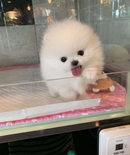 Eccezionali cuccioli di pomerania