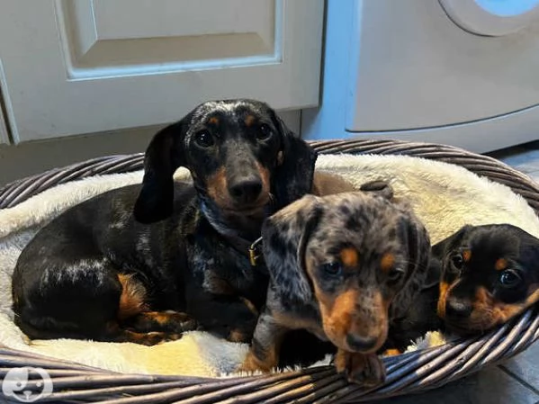 Bassotto tedesco | Foto 3