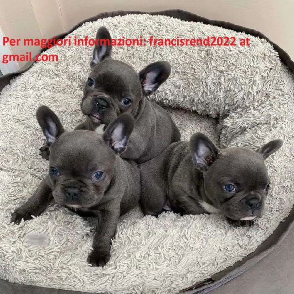 Bellissimi cuccioli di bulldog francese | Foto 0