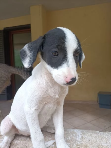 Regalo cuccioli di 3 mesi 