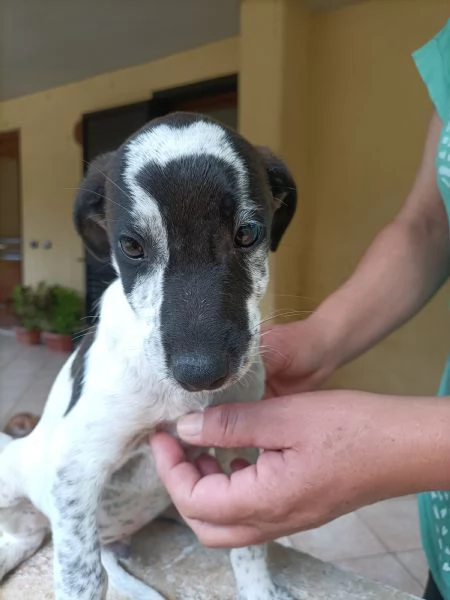 Regalo cuccioli di 3 mesi  | Foto 3