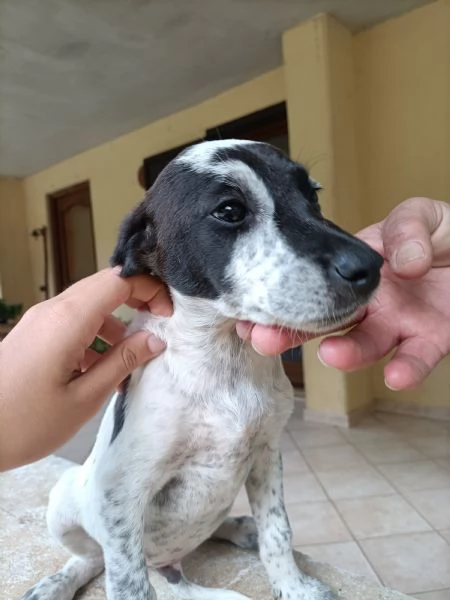 Regalo cuccioli di 3 mesi  | Foto 2