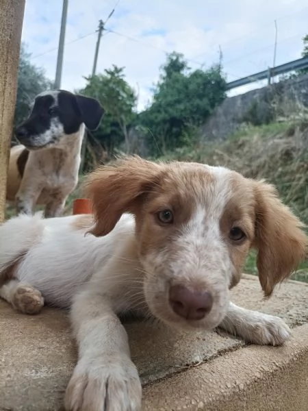 Regalo cuccioli di 3 mesi  | Foto 1