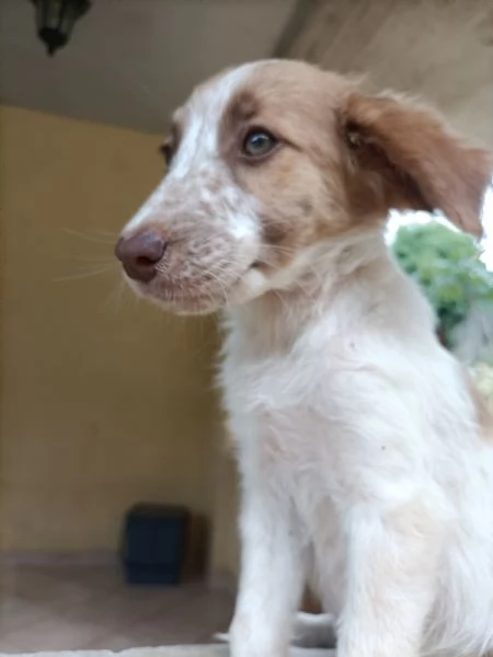 Regalo cuccioli di 3 mesi  | Foto 0