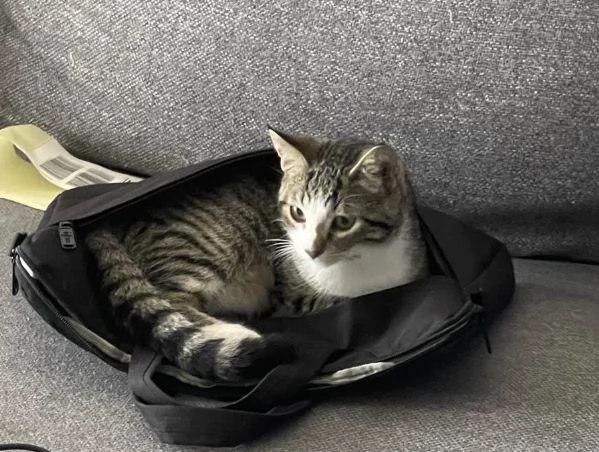 REGALO GATTINO EUROPEO  | Foto 3