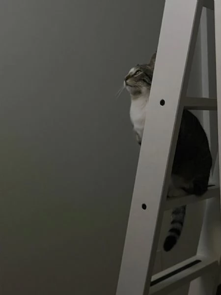 REGALO GATTINO EUROPEO  | Foto 2