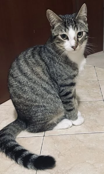 REGALO GATTINO EUROPEO  | Foto 1