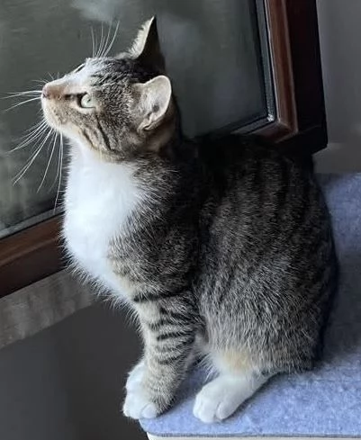 REGALO GATTINO EUROPEO 